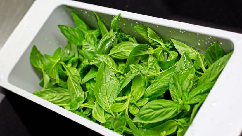 From above of plastic container in kitchen sink full of fresh green leaves of basil