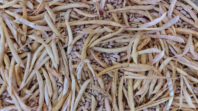 High-resolution detail of dried bean pods and seeds in an agricultural setting.