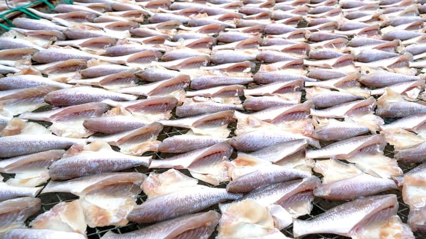 Numerous dried fish spread on racks outdoors, showcasing traditional preservation methods.