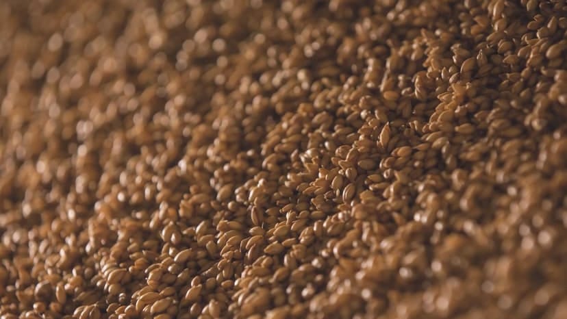 A detailed and textured view of barley grains, suitable for brewing and culinary uses.